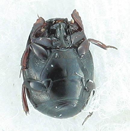 Réf. 298 532 : Hypocaccus rubripes